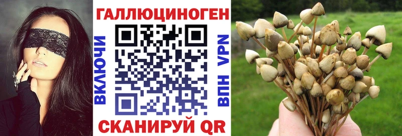 Псилоцибиновые грибы Psilocybine cubensis  Заозёрный 